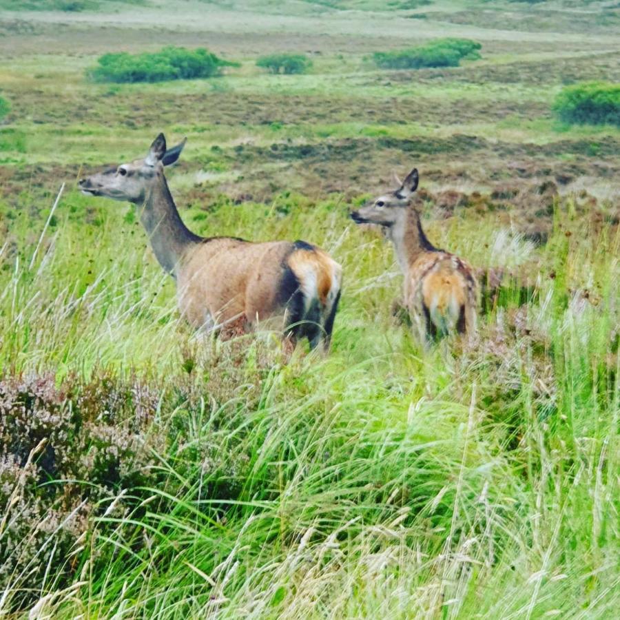 فيلا Deer Green Place Kinloch المظهر الخارجي الصورة
